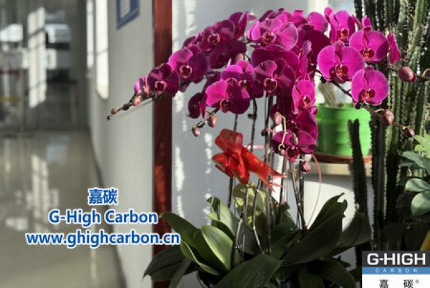 蝴蝶蘭綻活力，政企情暖新春